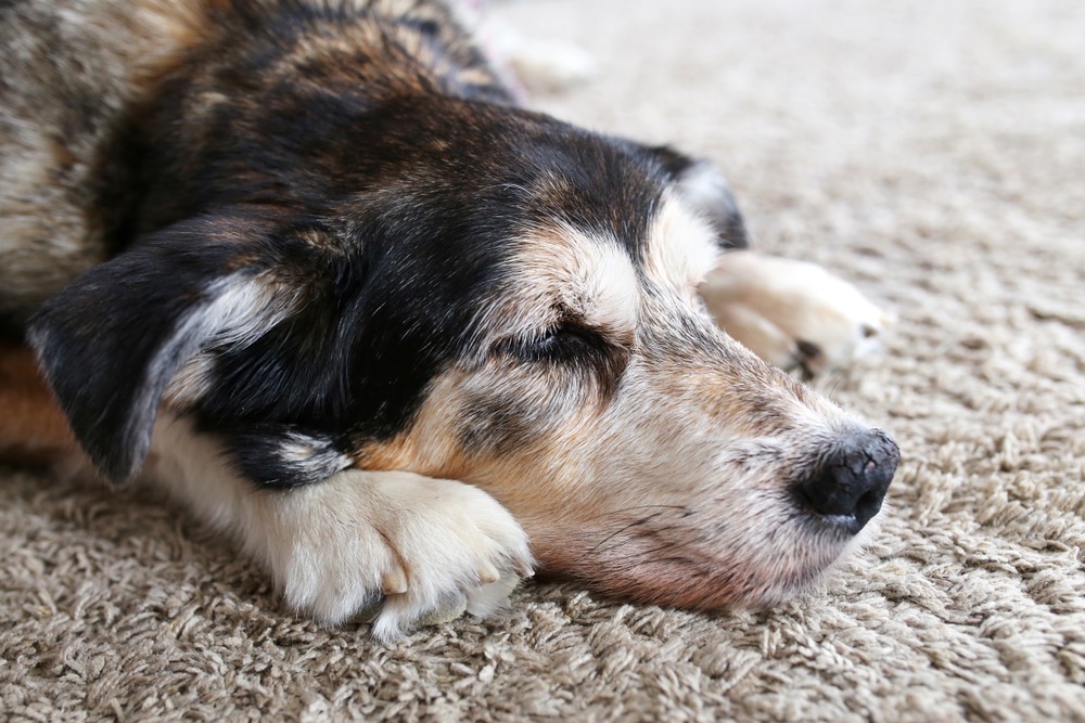 A senior dog with a mix of black, brown, and white fur is lying on a beige carpet, resting its head on its front paws with its eyes closed.