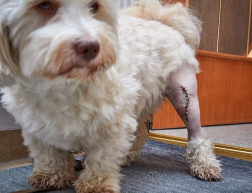 Cranial Cruciate (CCL) Injuries: TPLO vs. Extracapsular Repairs-