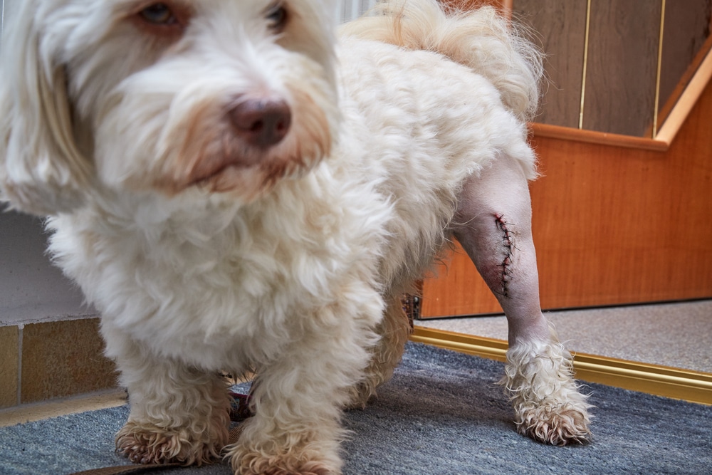 A small white dog stands indoors with a shaved hind leg showing a fresh surgical wound closed with stitches. The dog appears alert and is positioned on a carpet near wooden furniture.