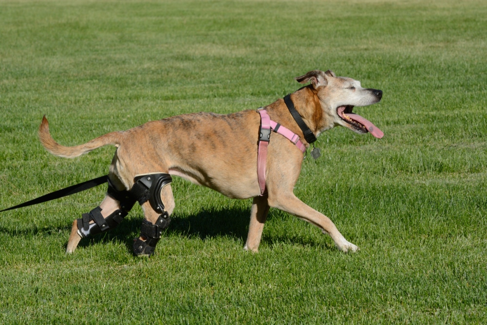 A light brown dog wearing a pink harness and leg braces walks on green grass with its mouth open and tongue out.