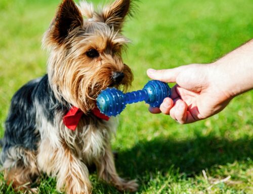 Dangerous Equipment for your pet-