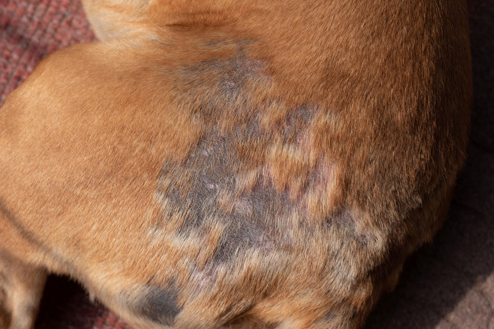A close-up of a dog's back showing a patch of thinning fur and irritated skin, revealing some blackened and pinkish areas, possibly indicating a skin condition or infection.