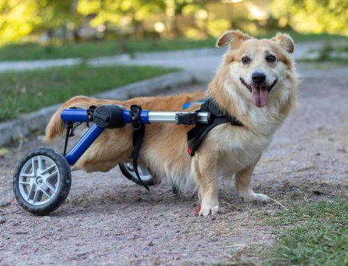 Assistive Devices: Harnesses, Carts, and Traction Aids