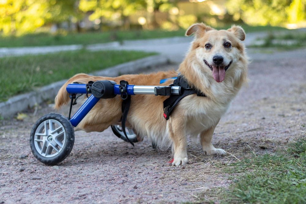 A tan dog with fluffy fur uses a blue wheelchair for its back legs. The dog stands on a gravel path outdoors, looking happy with its tongue out. Green grass and trees are visible in the background.