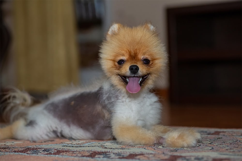 A small, fluffy dog with a golden-brown face and white fur lays on a patterned rug indoors, panting with its tongue out and appearing happy. The background is softly blurred.