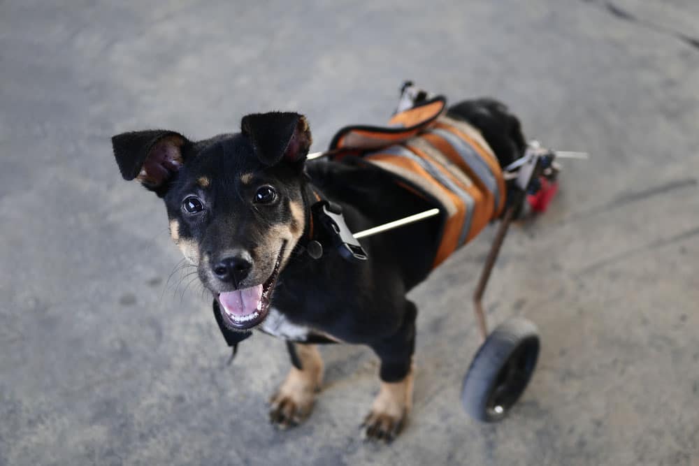 A happy black and tan dog with a wheelchair attached to its hind legs looks up at the camera while standing on a concrete surface.