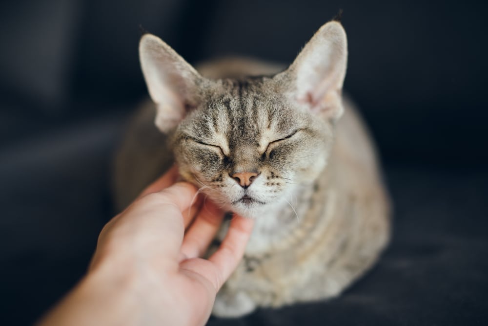 A hand gently scratches the chin of a content, grey tabby cat with closed eyes, relaxing on a dark surface.