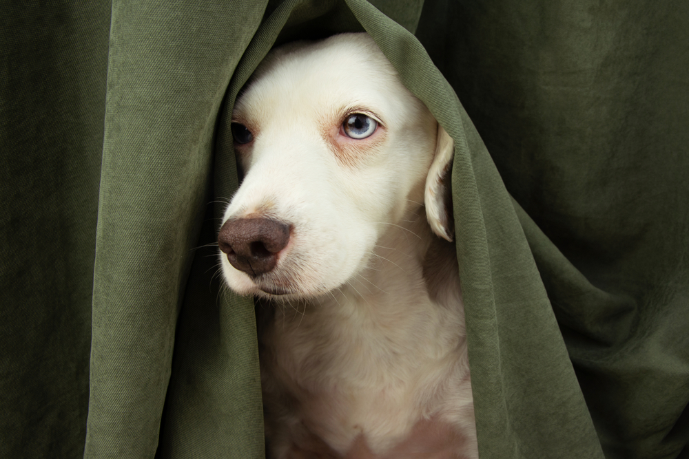 A white dog with one blue eye and one brown eye peeks out from behind dark green curtains, looking slightly to the side.