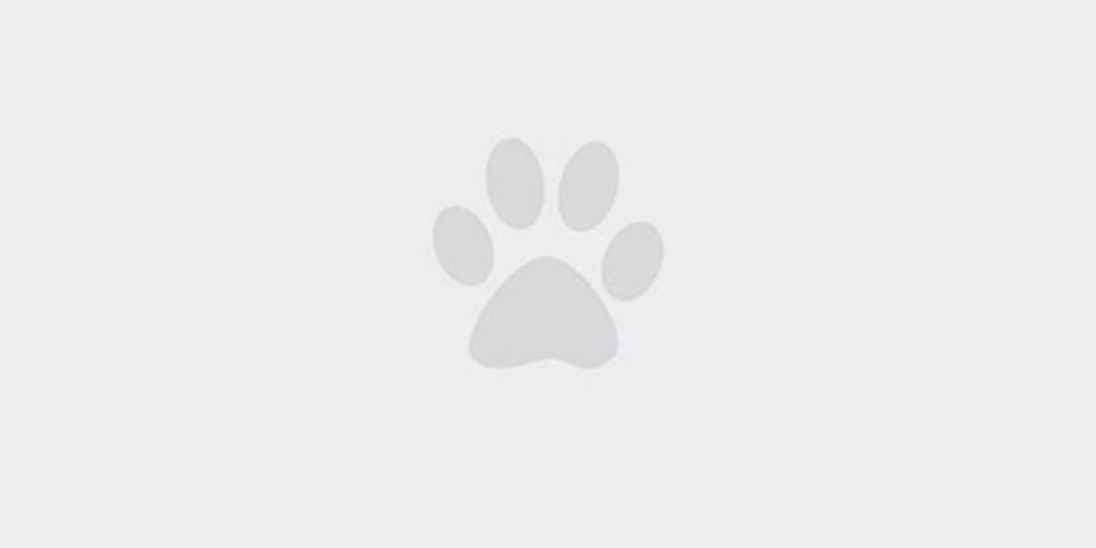 A simple gray paw print is centered on a light gray background.