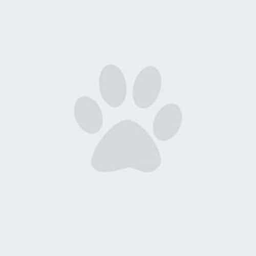 A gray paw print with four toes and a pad is centered on a light gray background.