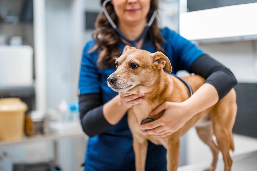 A veterinarian in blue scrubs examines a small brown dog on an exam table, using a stethoscope to check the dog’s chest in a clinical setting.