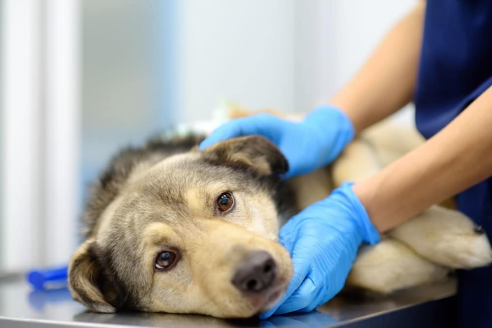 A sad-looking dog lies on a metal table while a person wearing blue gloves gently holds and comforts it, possibly at a veterinary clinic.
