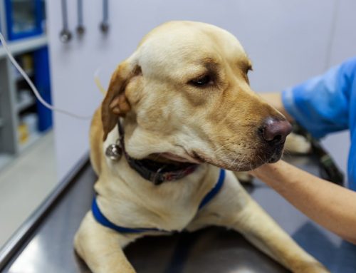 Why Does Emergency Pet Care Cost More Than a Regular Vet Visit?
