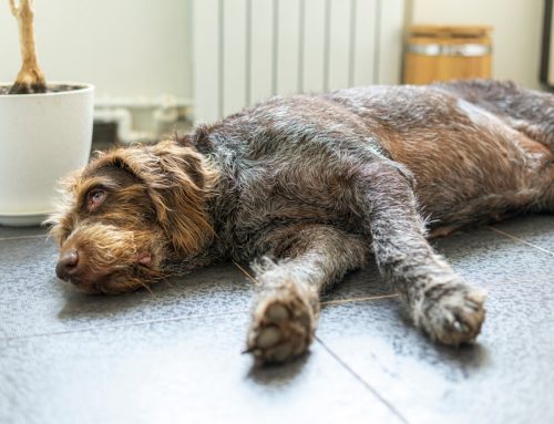 What Do I Do If My Pet Has Overheated?