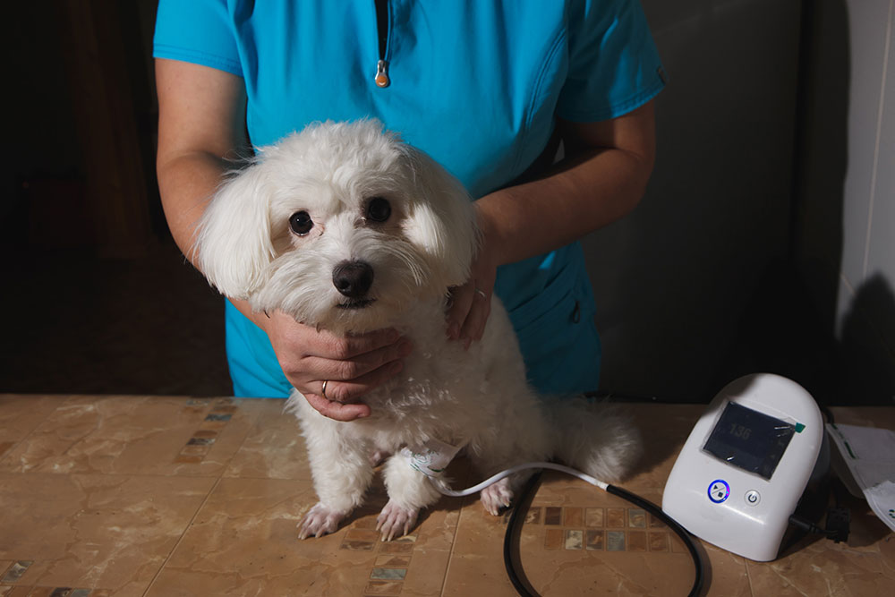 A small white dog sits on an exam table while a person in a blue shirt, likely a veterinarian, gently holds it. A medical monitor and stethoscope are next to the dog, suggesting a veterinary check-up.