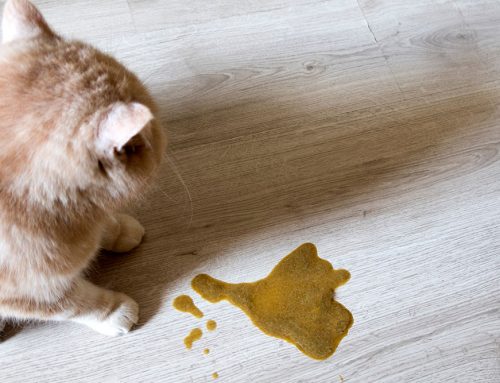 Should You Take Your Pet to the Vet for Vomiting, and How Soon?