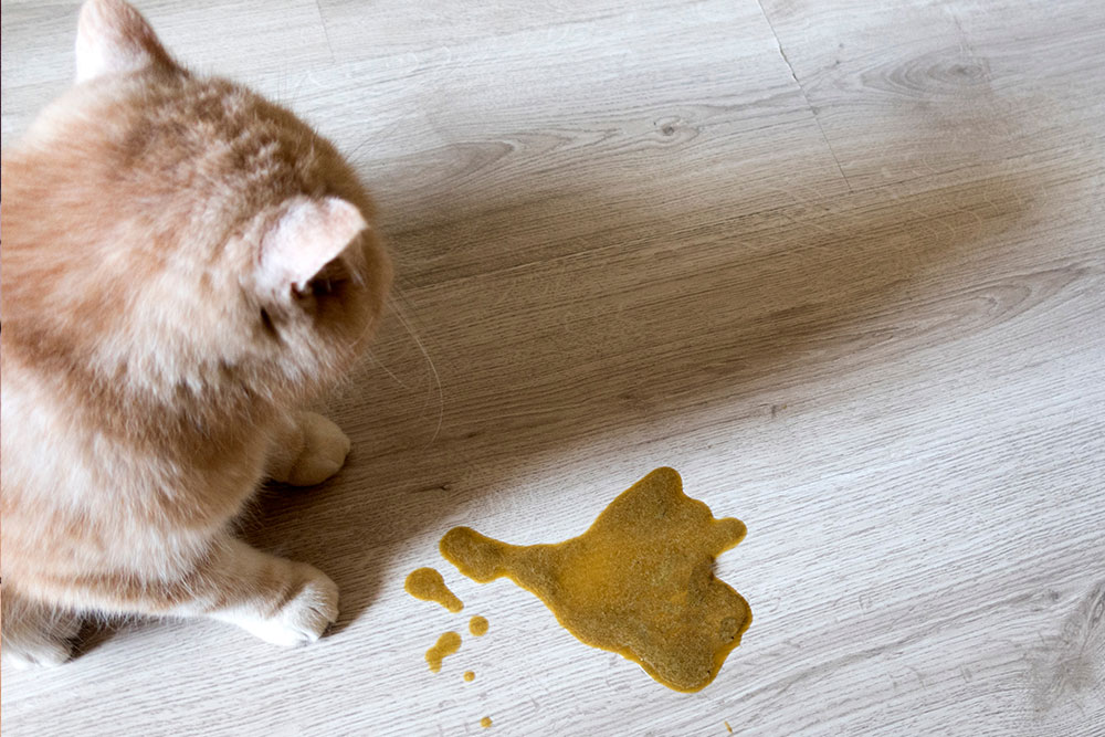 A light orange cat sits on a wooden floor next to a puddle of yellow vomit, looking at the mess.