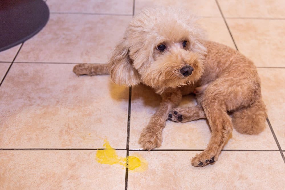 A small, curly-haired dog sits on a tiled floor next to a small yellow puddle, looking up with a guilty expression.