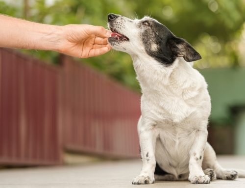 How Early Should Puppies and Kittens Get Their First Dewormer?