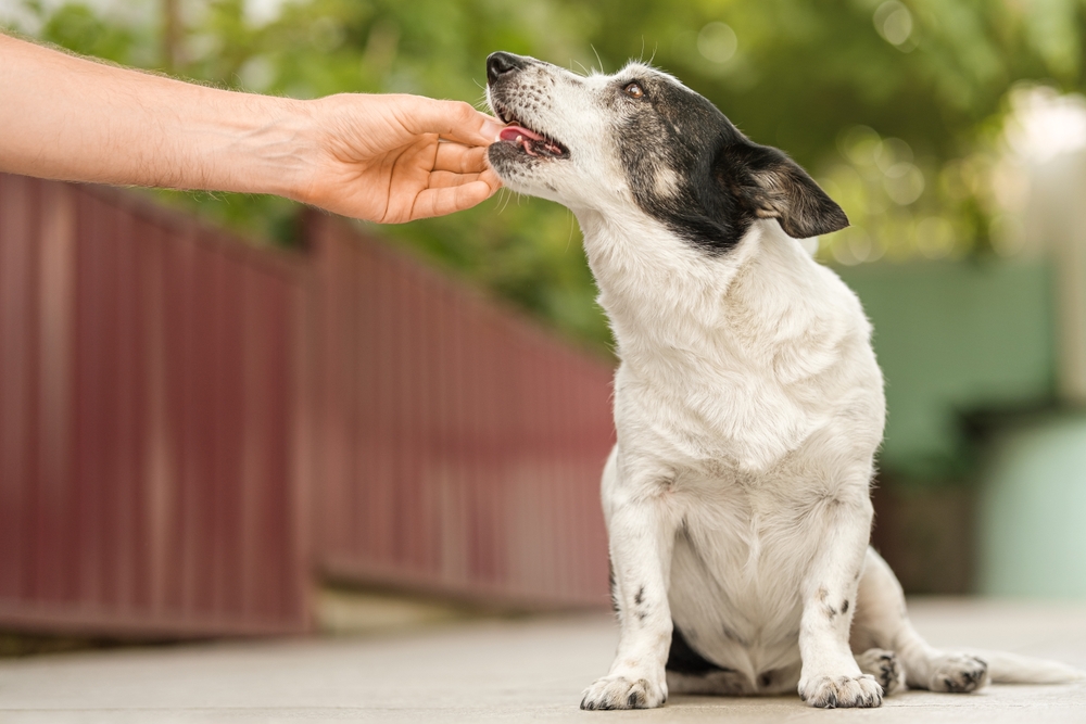 A black and white dog sits on the ground while a person’s hand reaches out to feed or pet it. The background is blurred with a red fence and green foliage.