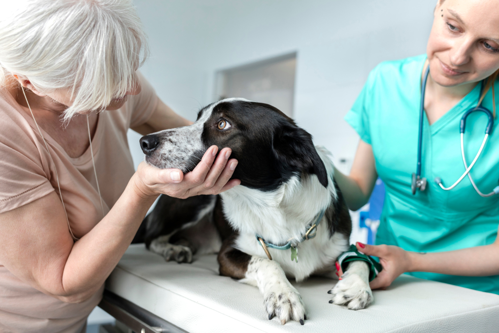 A woman comforts her black and white dog on a vet exam table while a veterinarian in scrubs and a stethoscope gently holds the dog’s leg.
